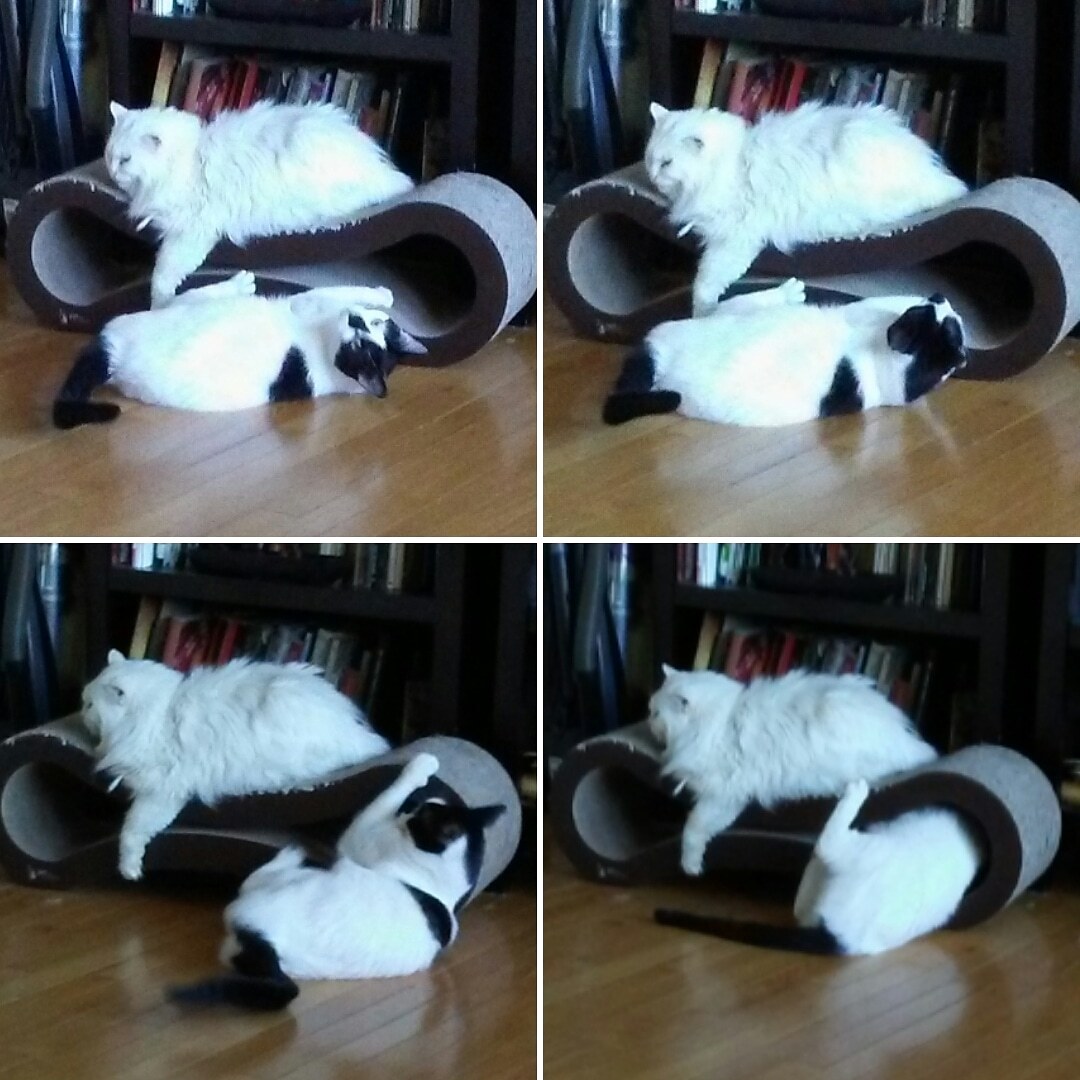 Cats doing their thing