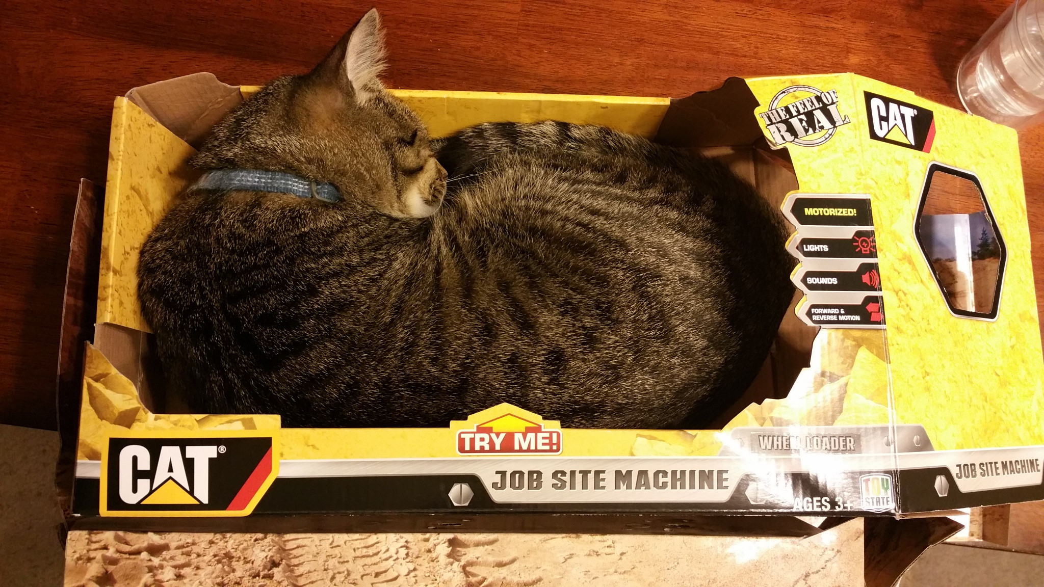 Both kinds of cats Cat (animal) in a cat (power tool) box
