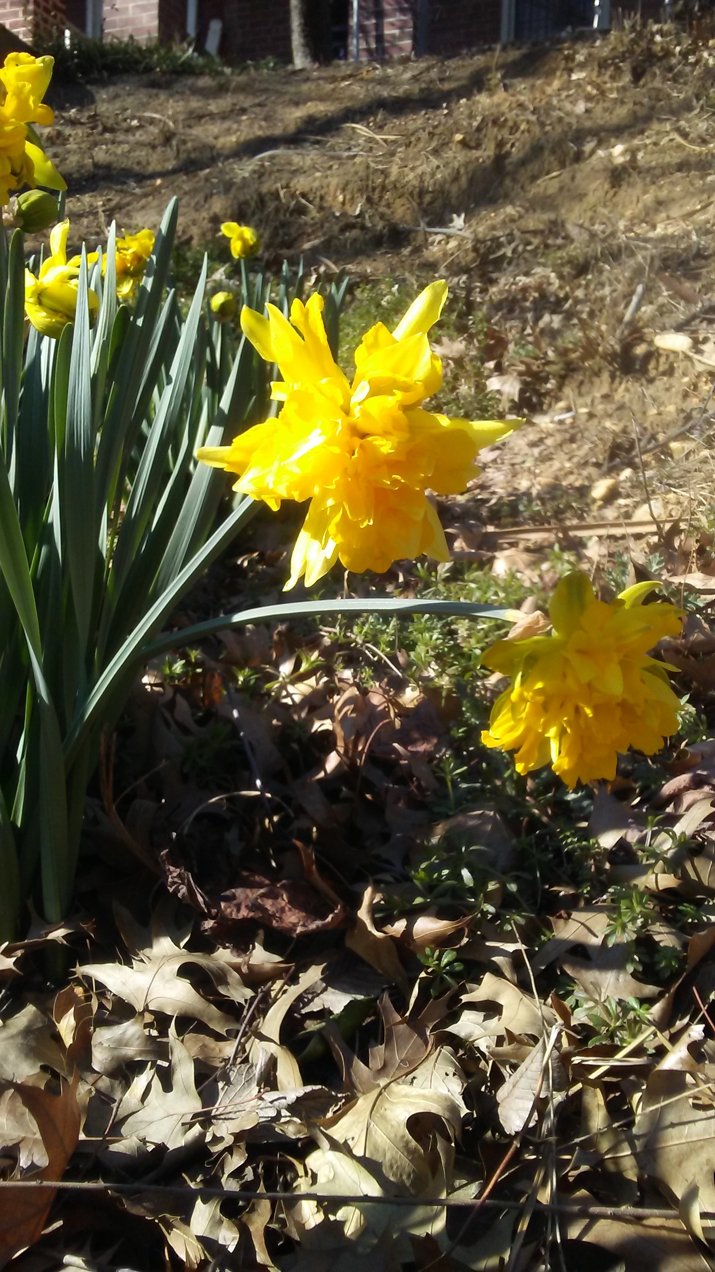 Daffodils March 10 2018 Bright yellow daffodils