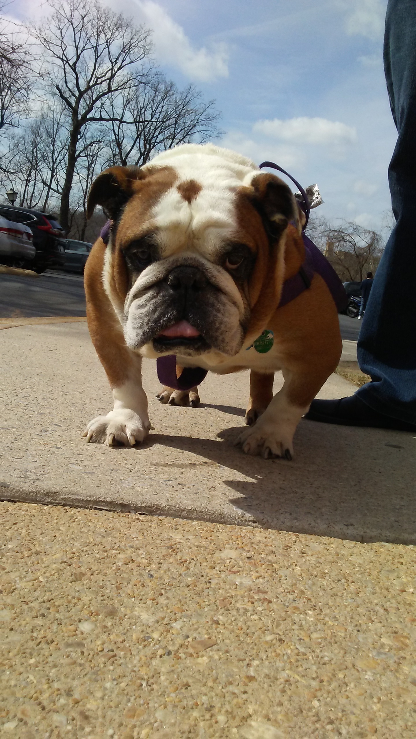 Dog R Dog R walking along the sidewalk