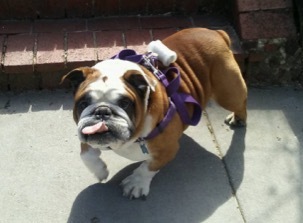 Dog R says happy birthday Dog R with tongue out