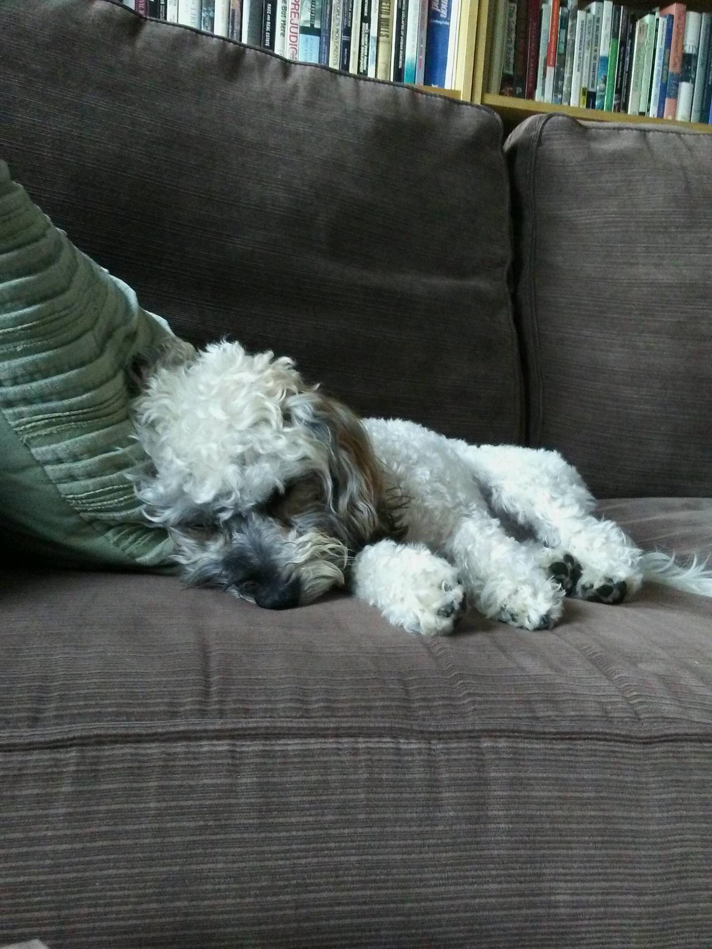 Puppy A asleep Tiny white puppy asleep on a big brown couch