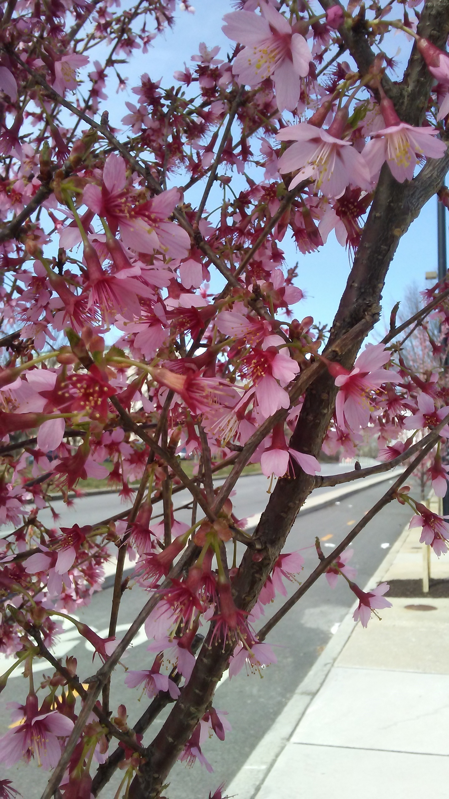 Bright pink cherry blossoms