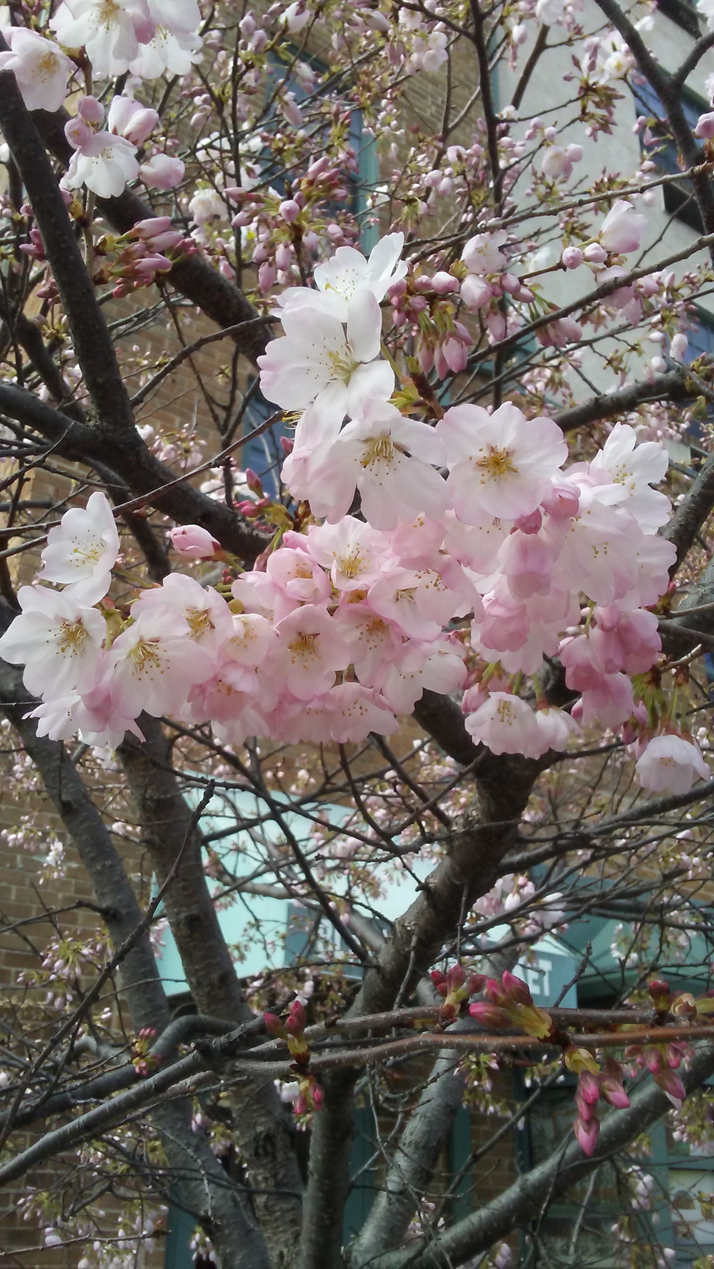 Cherry blossoms A close up shot of a branch with cherry blossoms