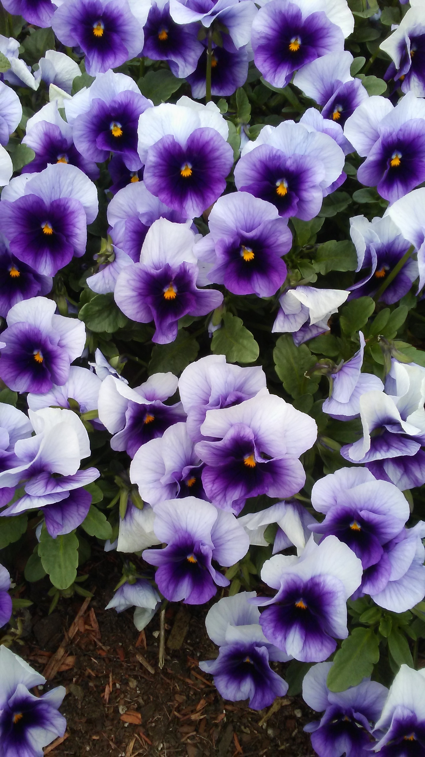 Pansies Deep purple pansies