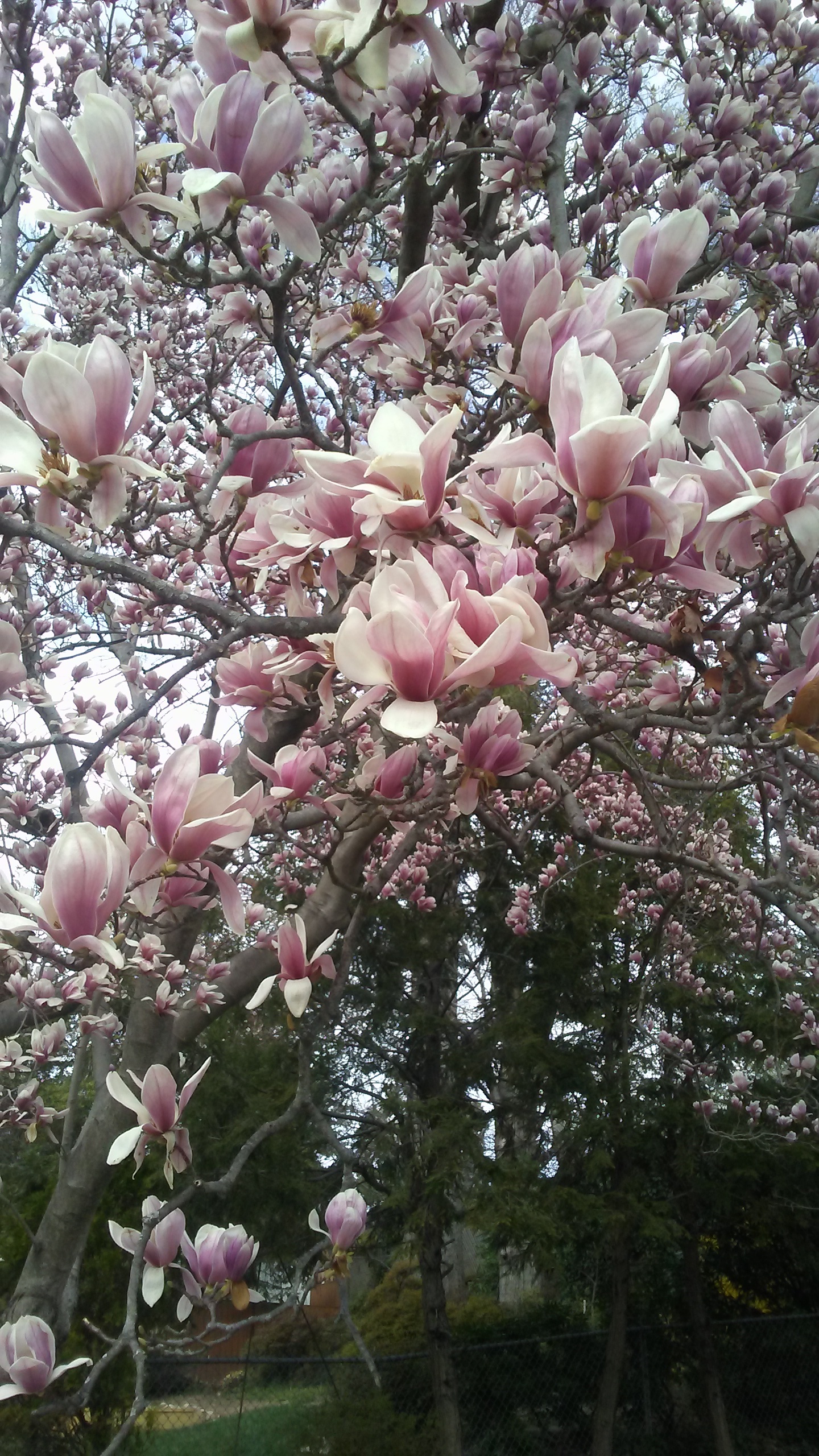 Magnolias A close up shot of a branch of a magnolia tree