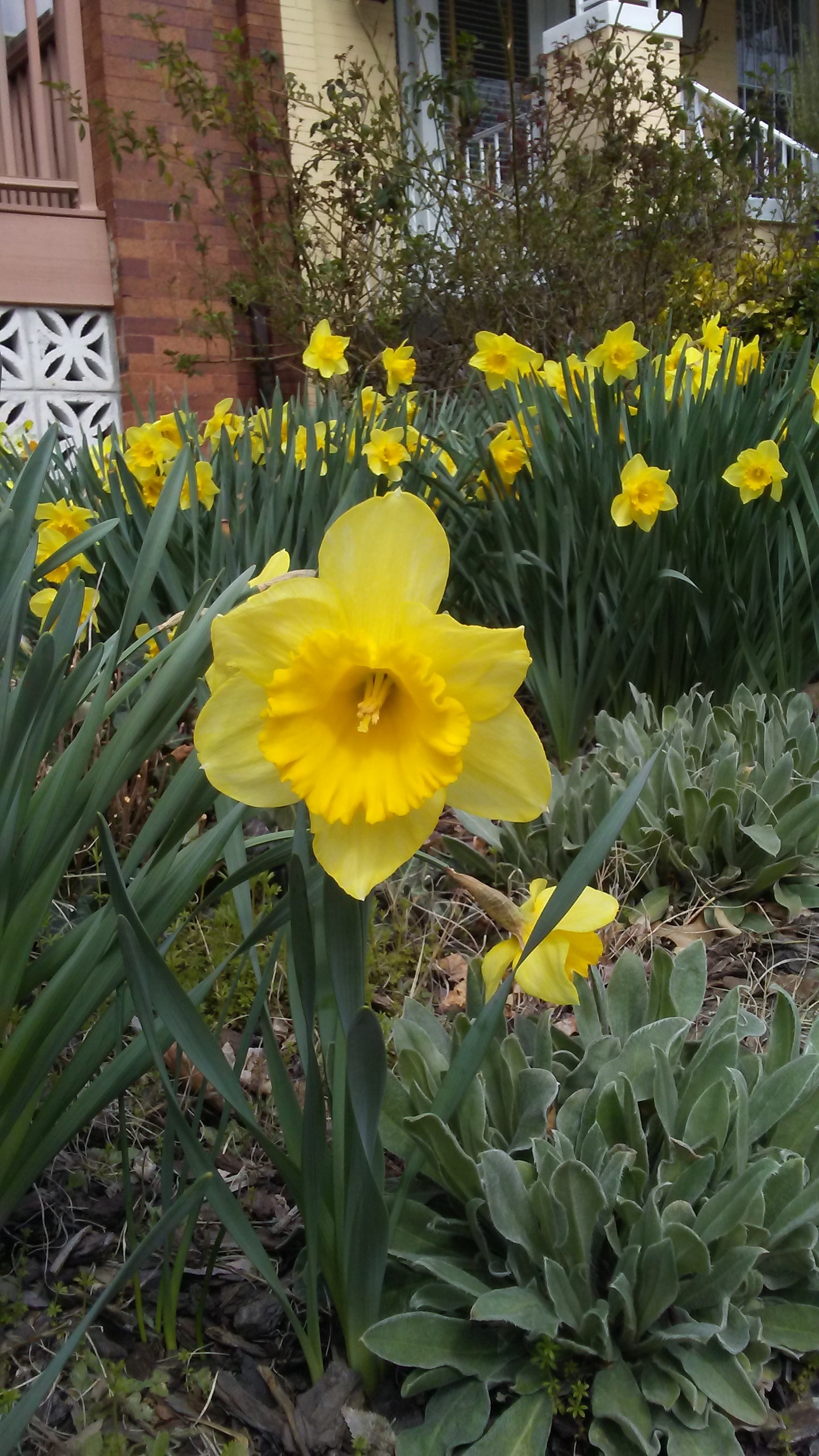 Daffodils A single bright yellow daffodil against a yard full of them