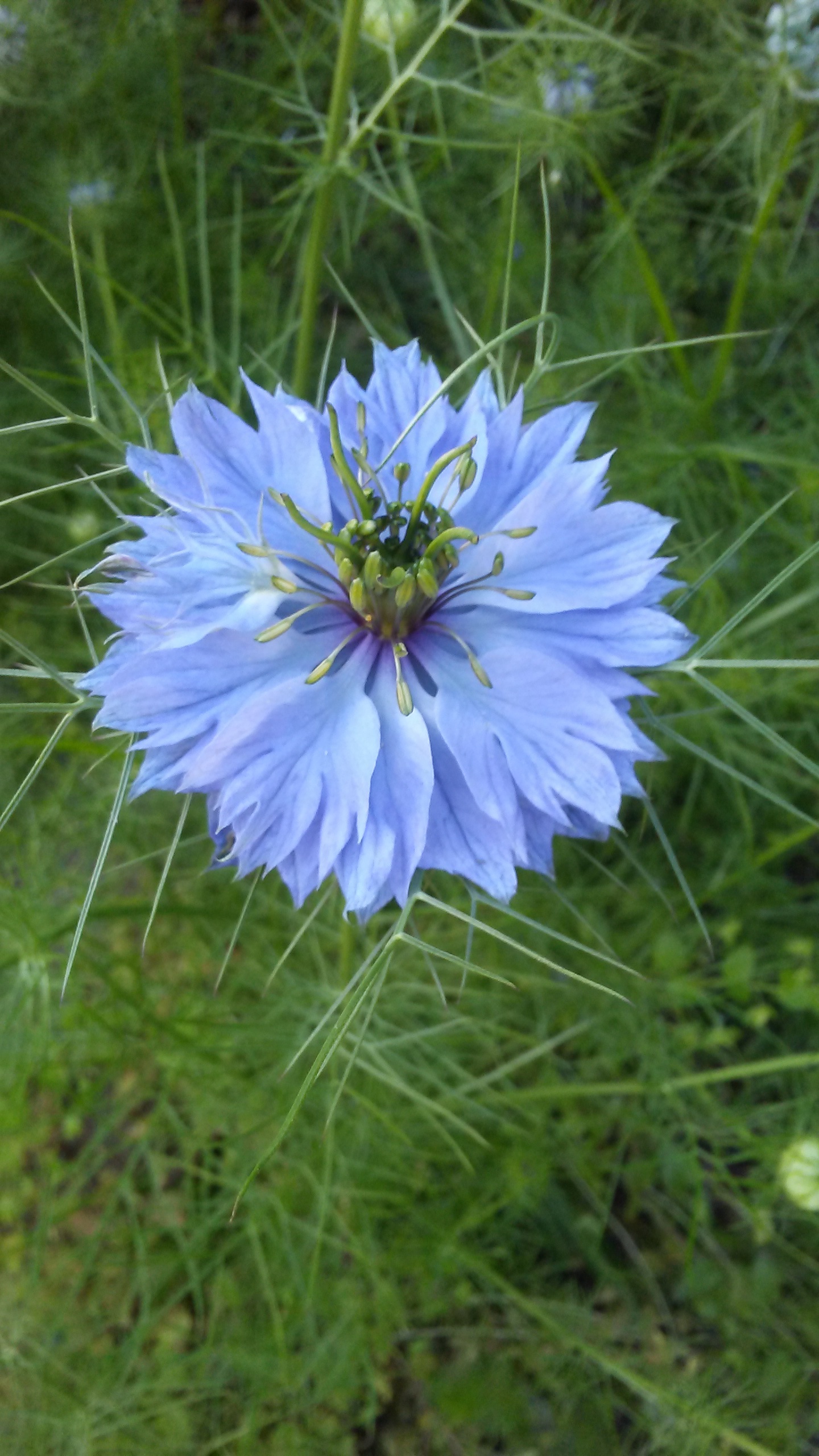 Blue-purple flower Single blue-purple against intense green groundcover
