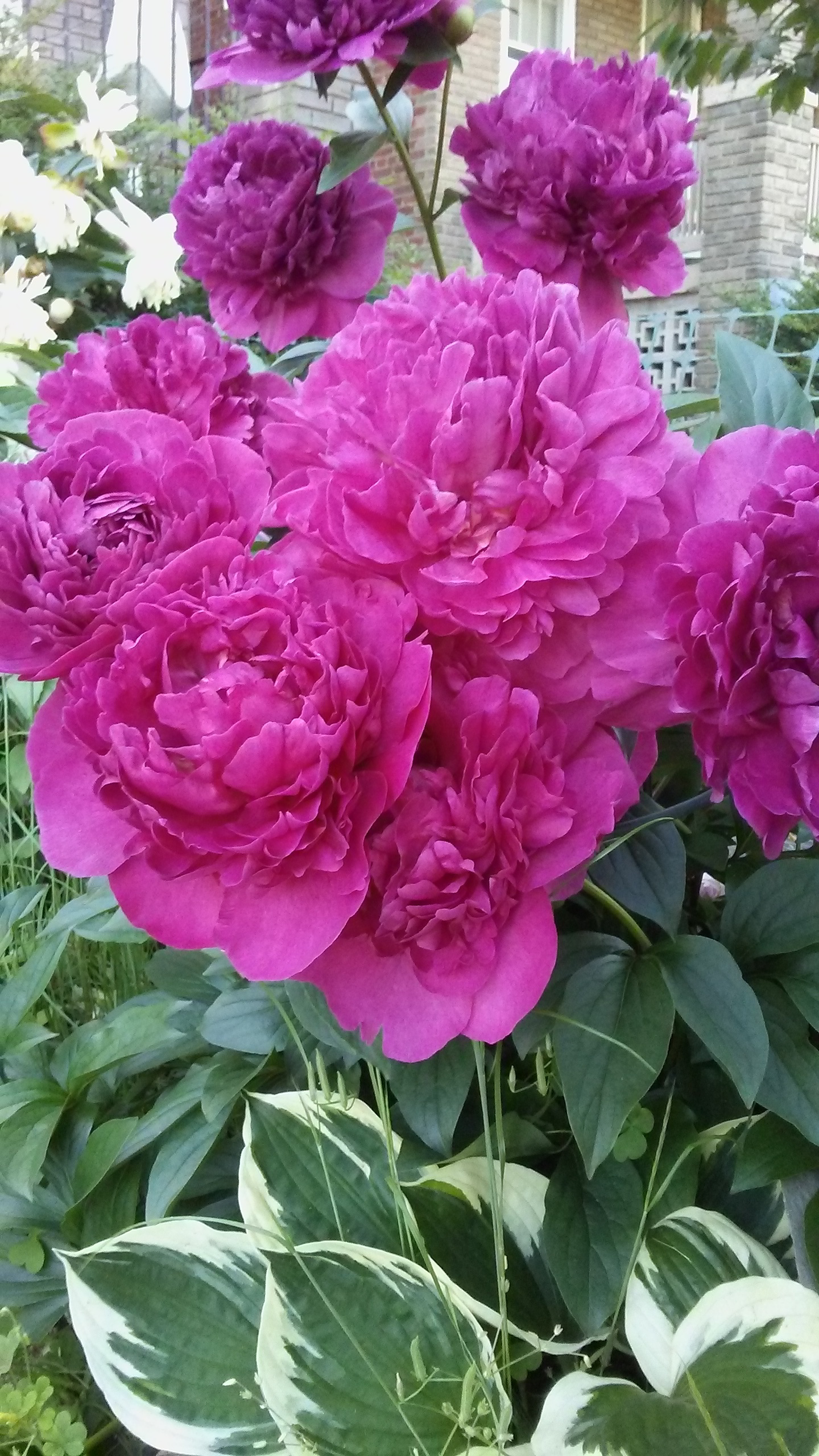 Red-purple peonies (I think?) A cluster of vibrant red-purple flowers, green leaves, and the hint of yellow bricks in background