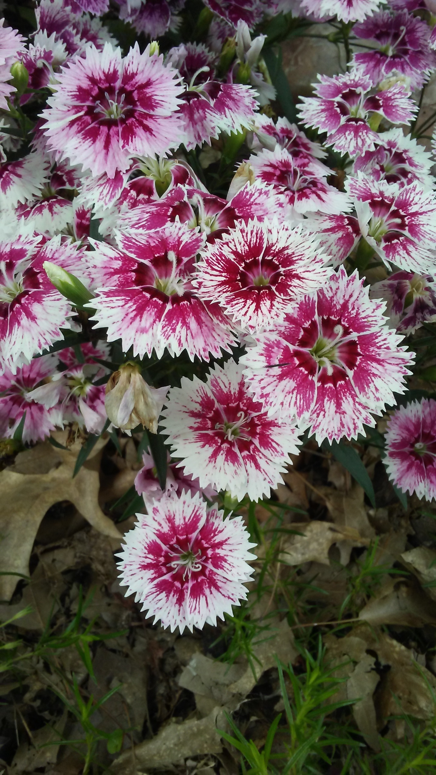 White-and-red dianthus About a dozen small round white flowers with red centers seen close up