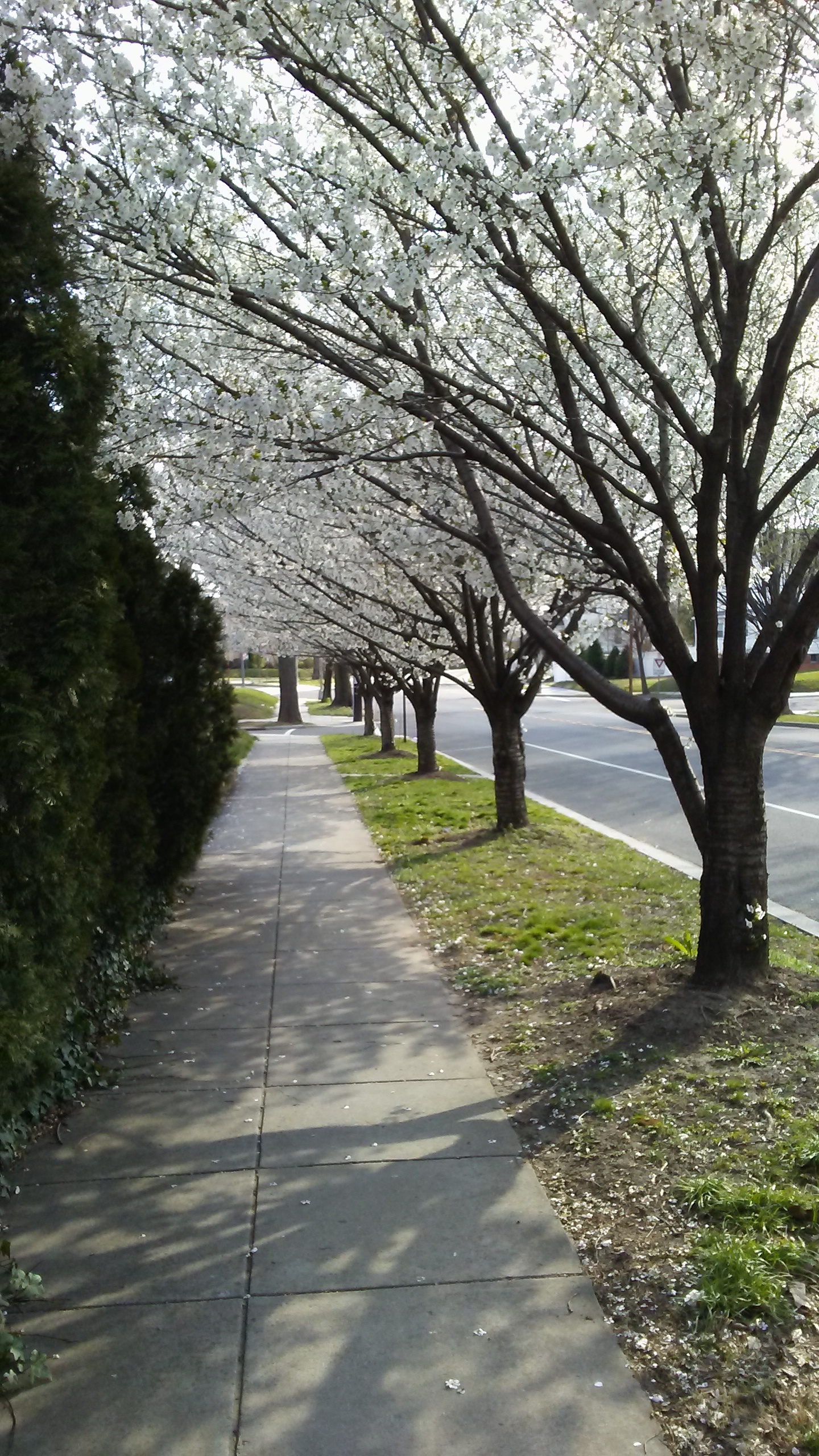 Cherry trees