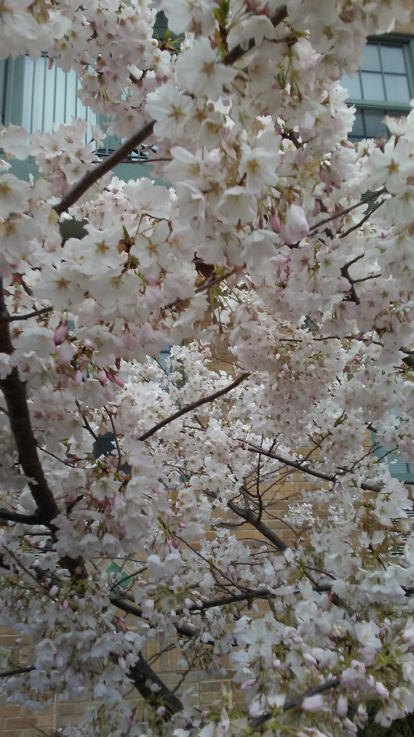 Cherry blossoms